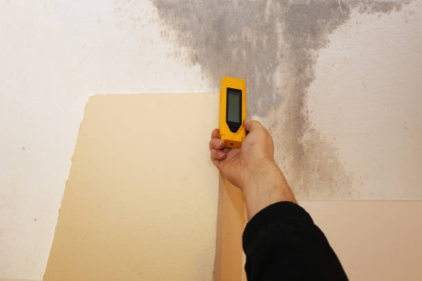 Best Residential Mold Inspection & Testing  in Black River, NY