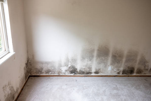 Best Environmental Consulting for Mold Prevention  in Black River, NY